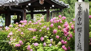 Read more about the article 紫陽花之旅_京都善峰寺